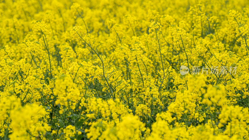 湖北武汉蔡甸区消泗油菜花特写