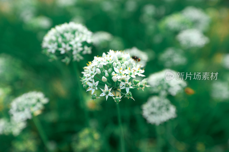 农村地里的韭菜韭菜花