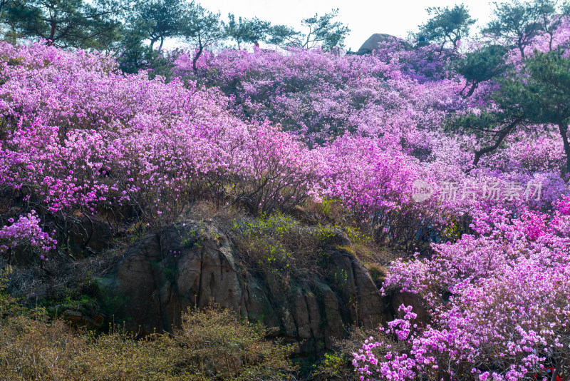 青岛大珠山杜鹃花风光