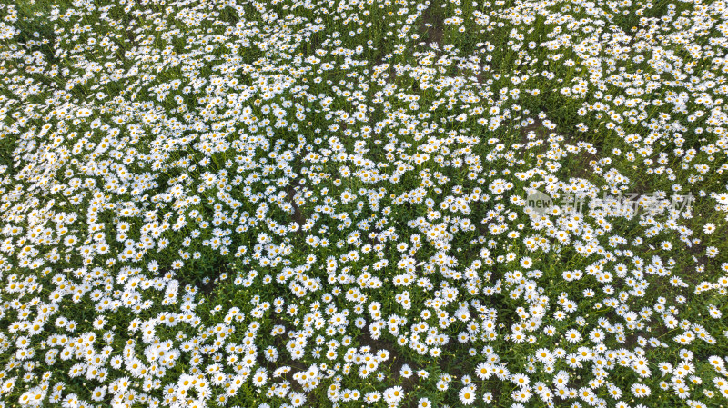 徐州市泉山区桃花源湿地公园大滨菊小雏菊