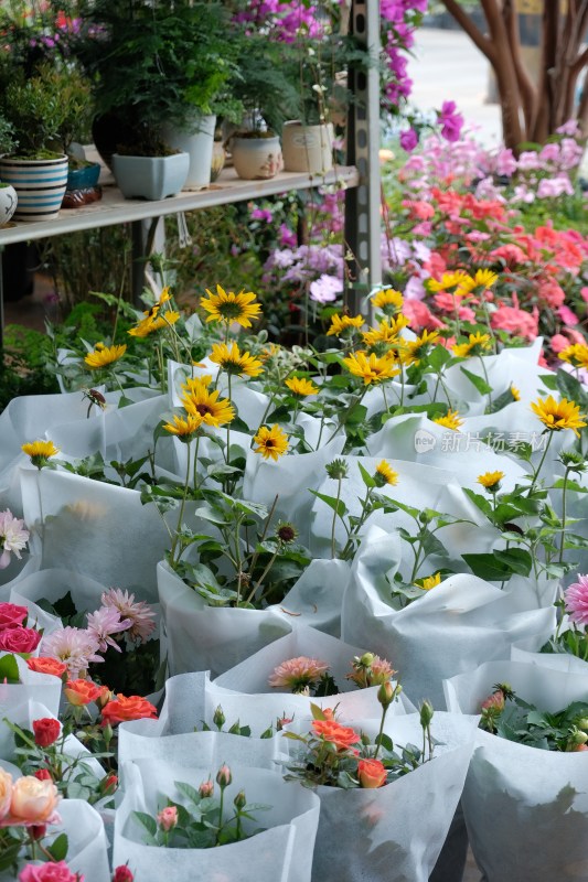 云南花鸟市场