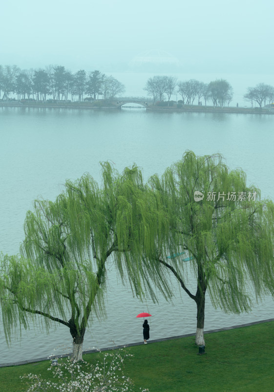 湖边撑伞人在柳树下赏湖景