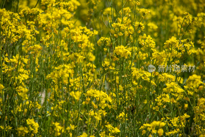 春天野外金灿灿的油菜花田金黄色花海