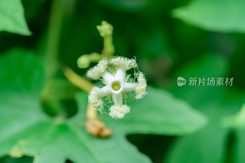 白色开花植物蛇瓜