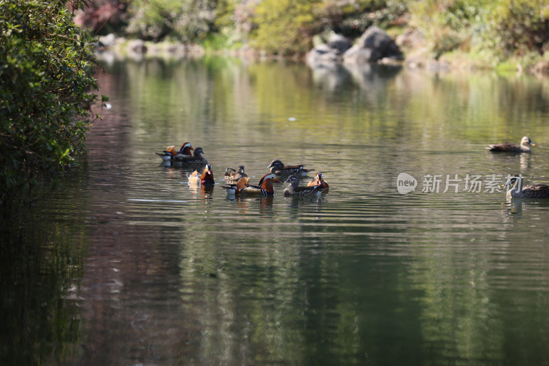 中国杭州西湖花港观鱼湖里的一群鸳鸯