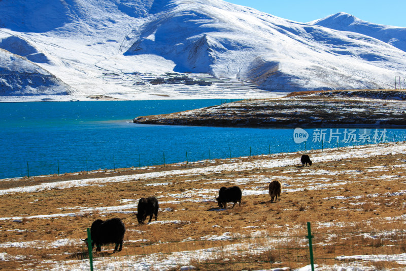 中国西藏羊卓雍措湖羊湖冬季雪景