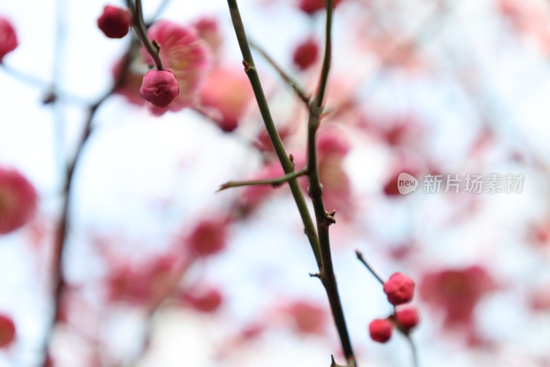 枝头含苞待放的粉色梅花特写