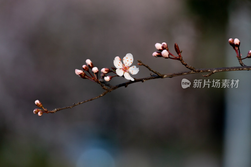 杭州钱塘江畔绽放的粉色李花特写