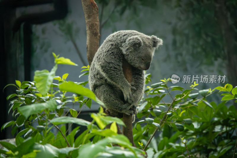 树上休息的考拉树袋熊