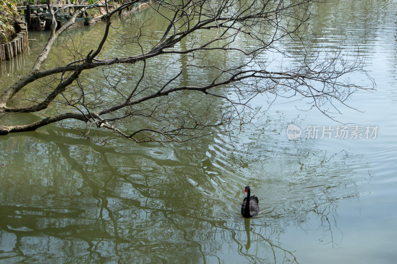 春天湖水边的树枝和黑天鹅