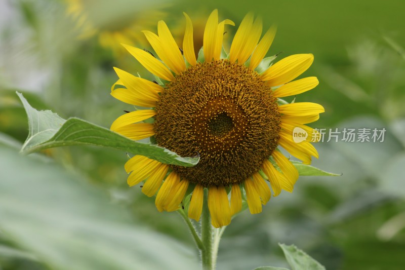 大片向日葵花田绿叶黄花生机勃勃