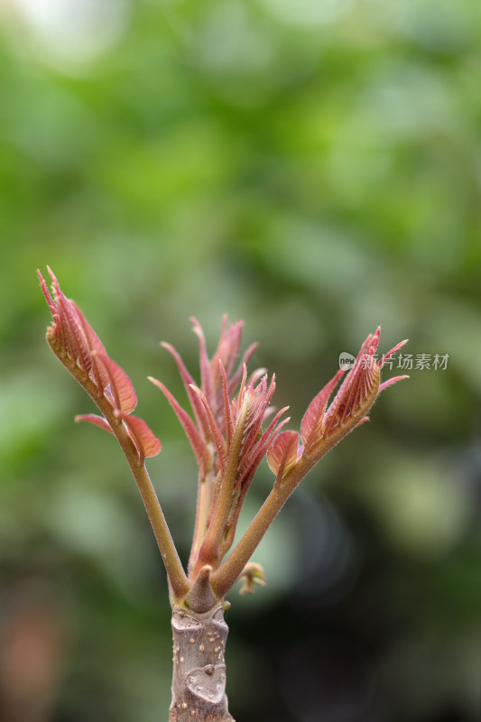 香椿嫩芽