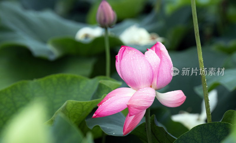 雨后荷花绽放雨珠