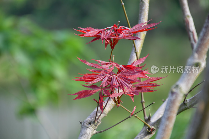 枝头红色枫叶特写