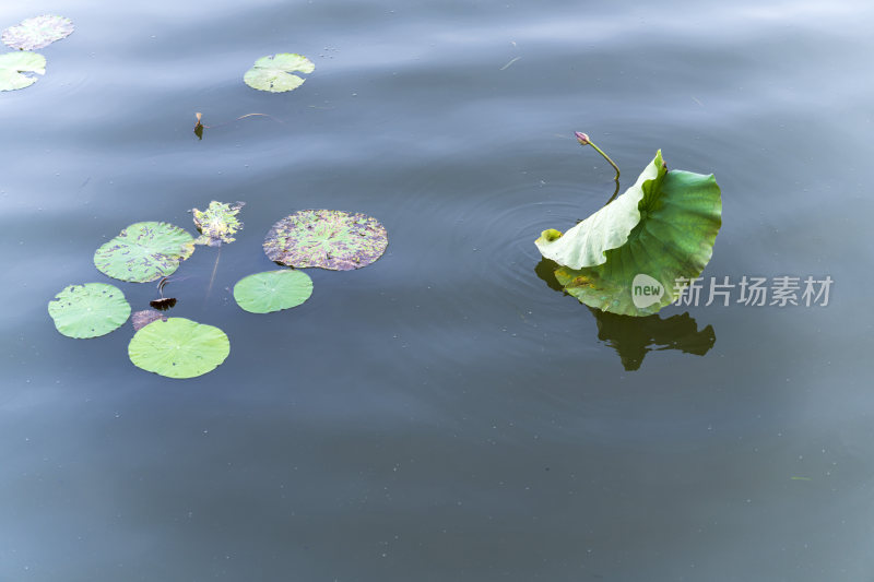 杭州西湖西泠桥风景