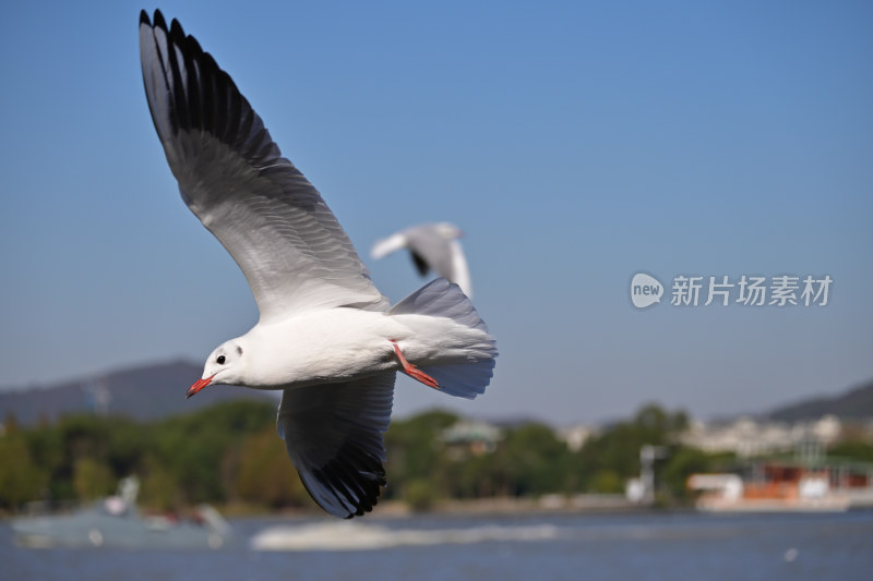 红嘴海鸥