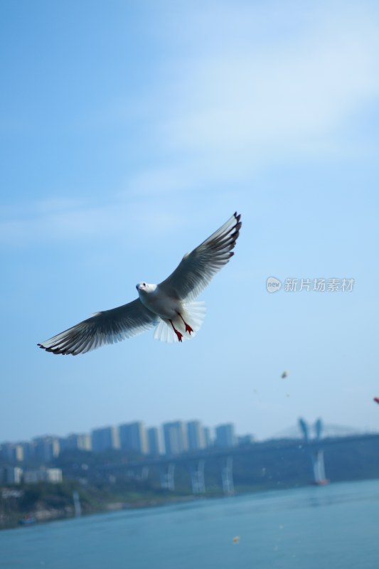 飞翔的海鸥场景