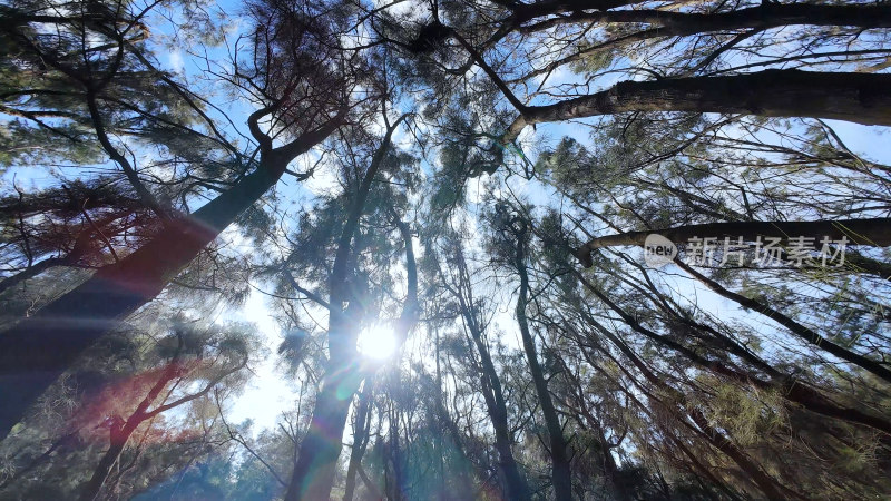 松树林森林阳光树林唯美大自然广角照片