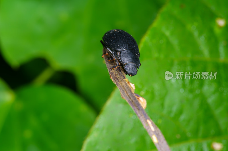 隆线异土甲攀爬在植物枝干上的特写