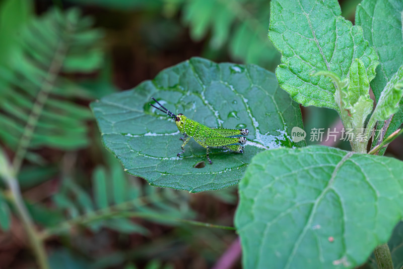 植物上棉蝗特写镜头