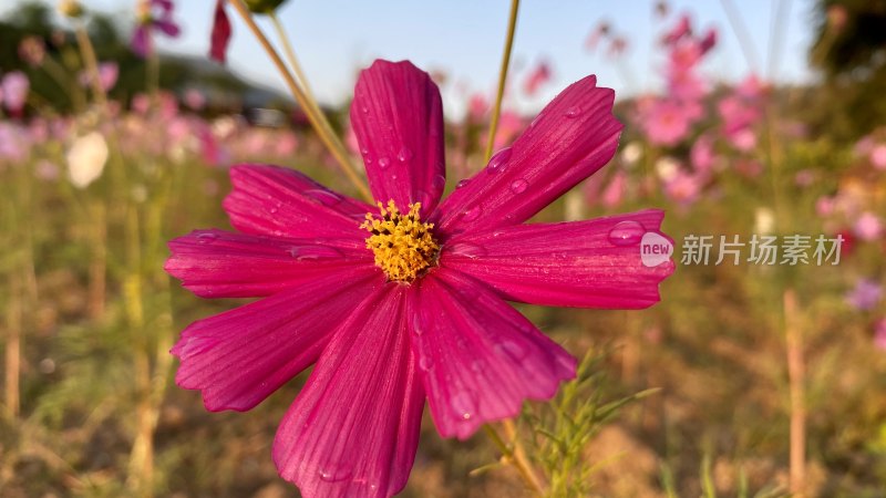 特写粉色格桑花带露珠