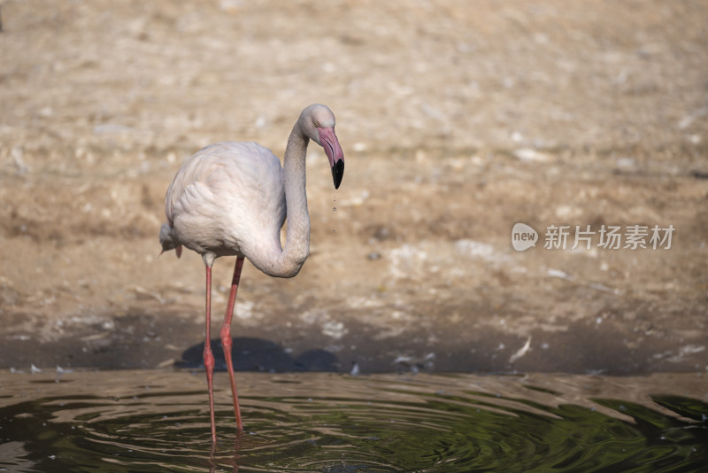 广州长隆野生动物园里的大红鹳火烈鸟