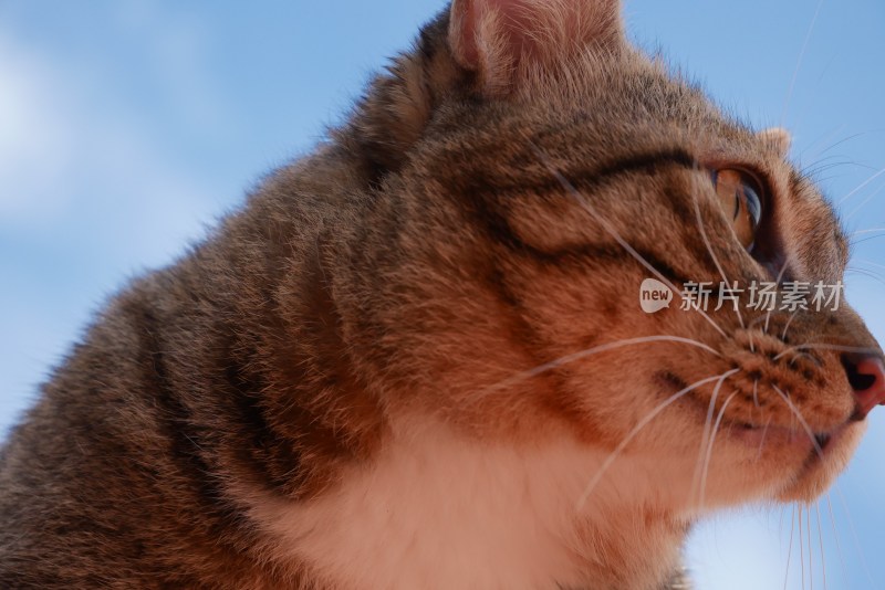 狸花猫特写镜头