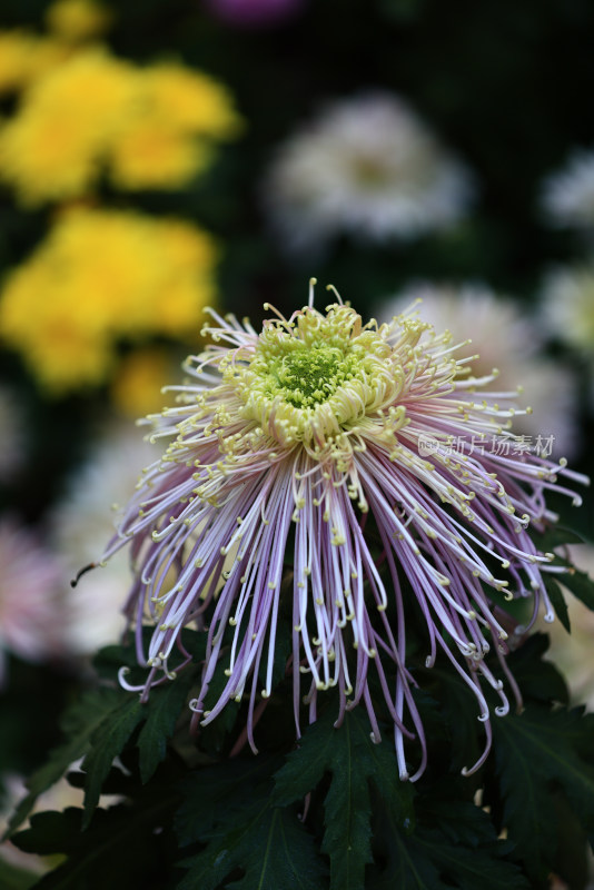 杭州植物园菊花展盛开的粉白色菊花特写