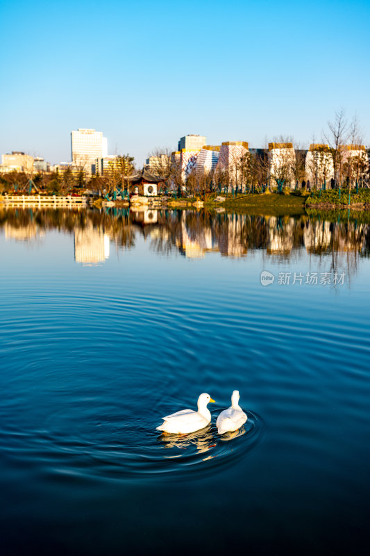 城市湖畔双鸭游弋风景