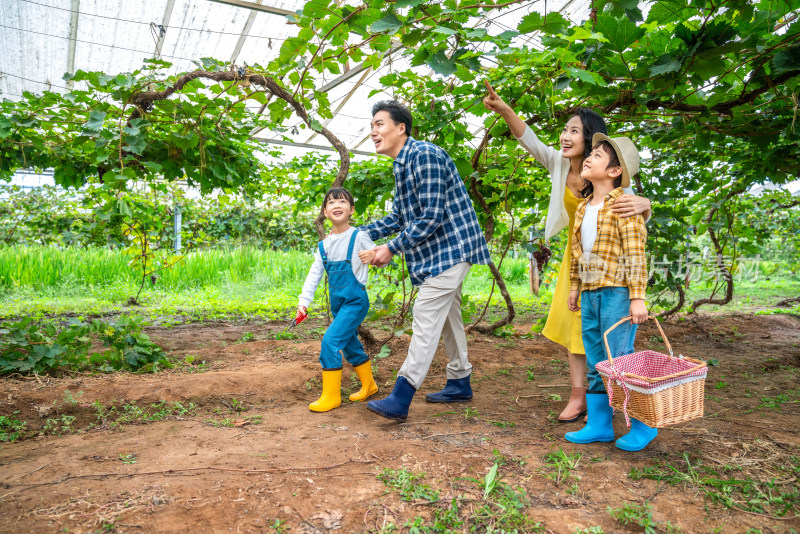 年轻家庭在果园采摘葡萄