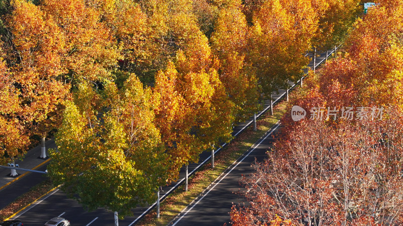 秋景中道路的航拍画面