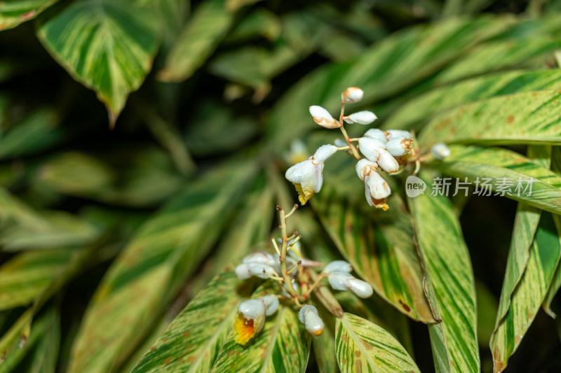 花叶艳山姜白色姜花