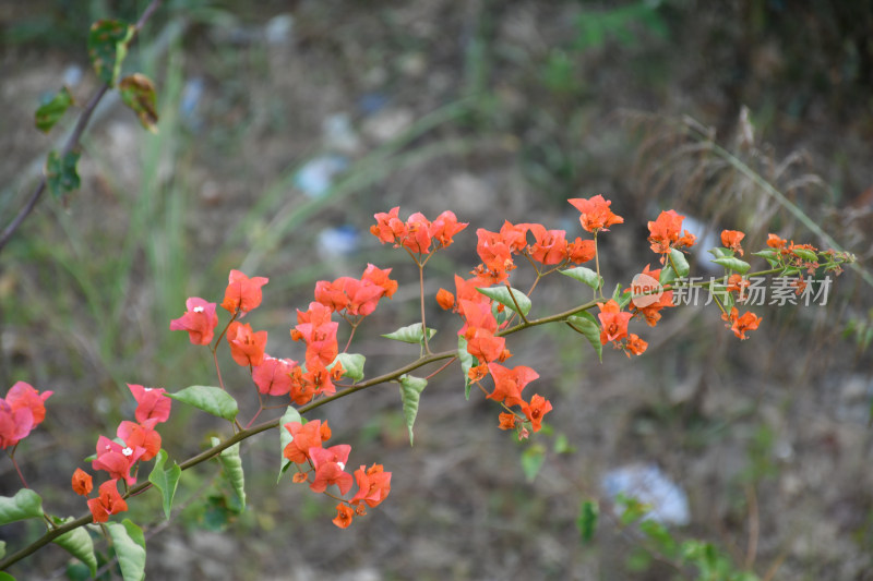 花草合集