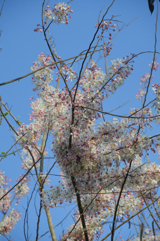 盛开的节荚决明花