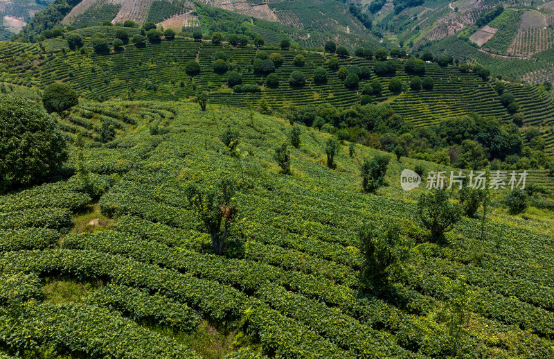 茶叶茶山茶艺茶园采茶茶红茶绿茶春茶茶叶茶