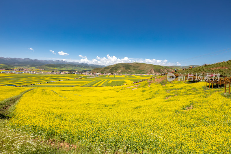 青海油菜花农田