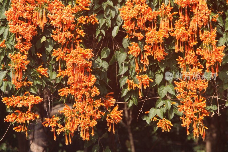 广东东莞：银瓶山森林公园炮仗花