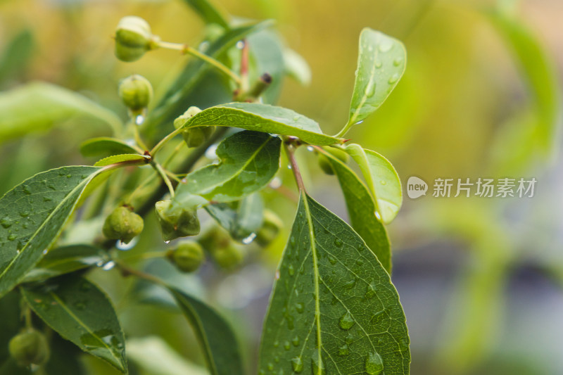 初秋雨后的山果树