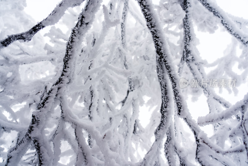 冬季大雪树木雾凇雪挂