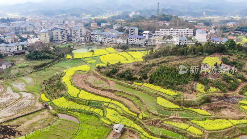 农业种植油菜花