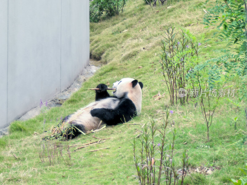 成都大熊猫繁育研究基地的大熊猫