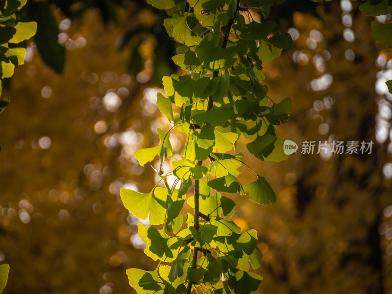 秋天树上的银杏叶的特写镜头