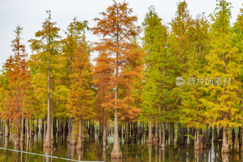秋天湖边的树