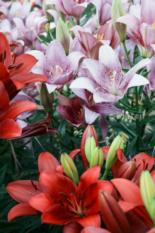 北京花乡公园百合花