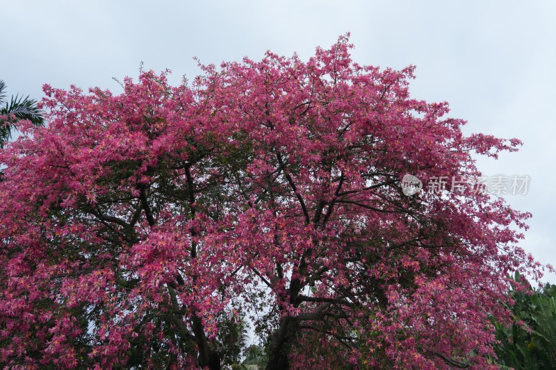 满树红花