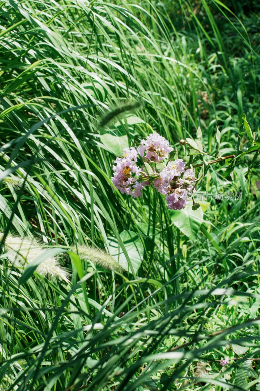 北京国家植物园紫薇花