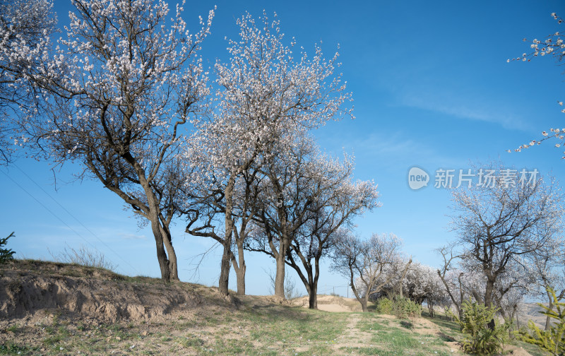 春天乡村盛开的杏花和天空蓝色留白背景