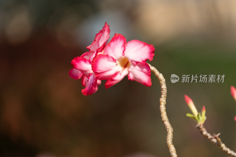 粉红色开花植物沙漠玫瑰