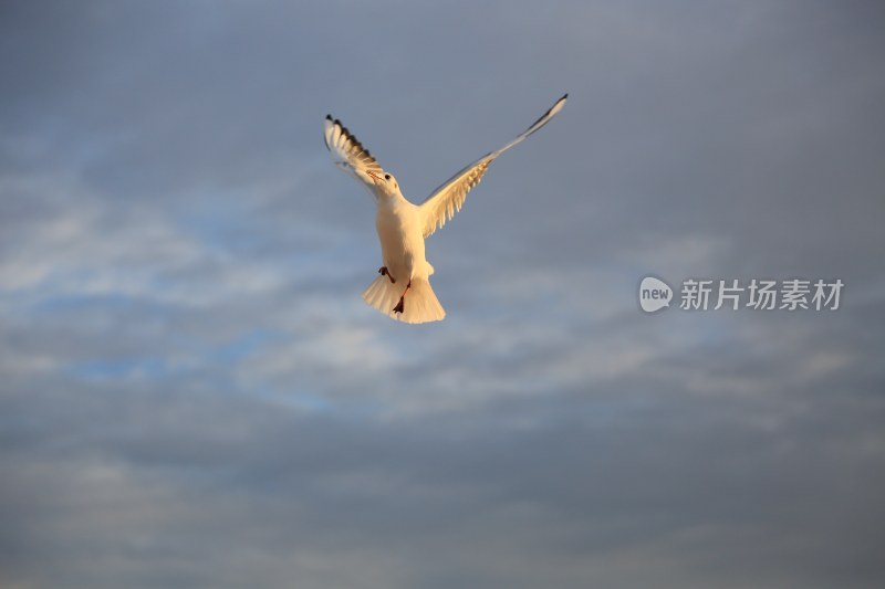 海面飞翔的海鸥