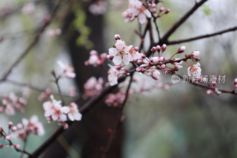 特写绽放的粉色花枝